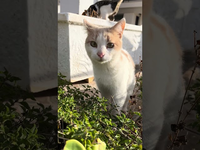 Can I get breakfast?#Standing cat#cute#Cat daily Dec.1