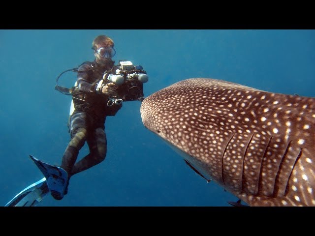 Whale Sharks - Reef Life of the Andaman - Part 3