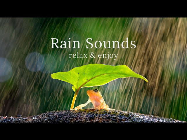 Rain Sounds For Sleeping - 99% Instantly Fall Asleep With Rain And Thunder Sound With Nature