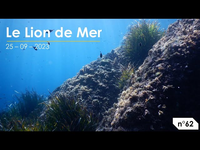 Le Lion de Mer (n°62)