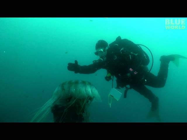 Diver Encounters Massive Jellyfish!