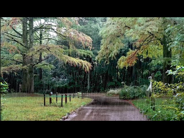 Rain Sounds that is Like a Story told by the Forest, Quick and Comfortable Rest, Nature Sounds