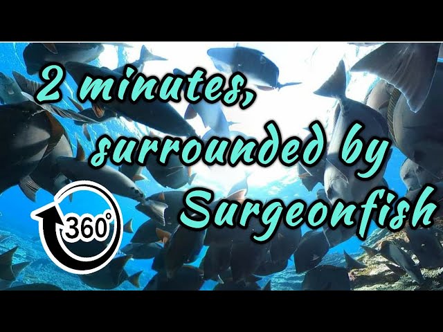 4K 360°　2 minutes, surrounded by Surgeonfish