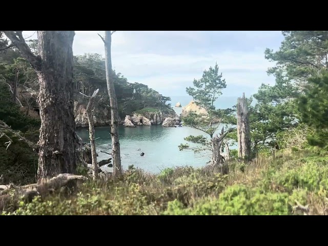 Panorama of an Overlook Point Lobos Trail (NatureShortFilms)