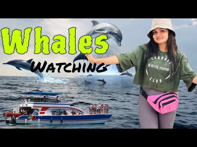 මහ මුහුද මැද පැය 4ක් | Whales Waching Mirissa Srilanka