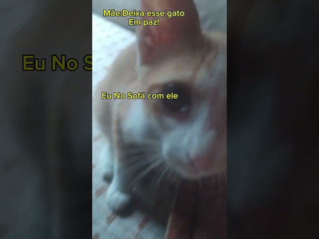 Deixa esse gato em paz!!