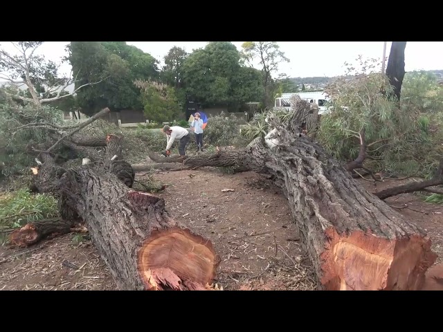 Ironbark Trees July 2024