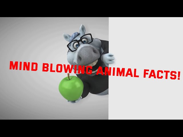 4 minutes of animals mind blowing facts!