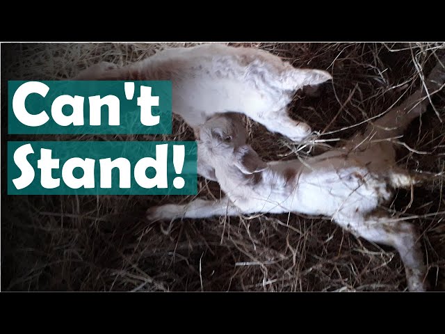 How to help a baby goat with weak legs that can't stand up