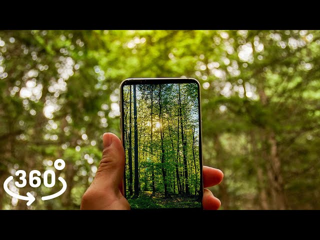 Virtual Reality Mindful Meditation In A Rain Forest