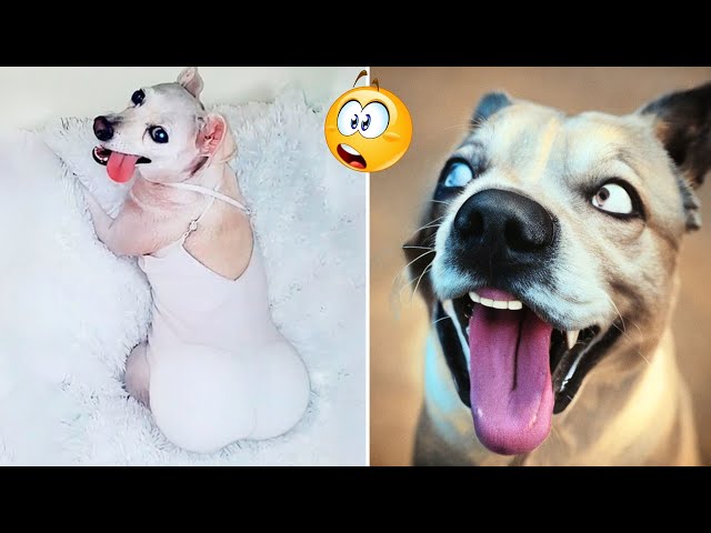 Funny Dogs And Cats Videos 2023🤣😹 Funny Animals😉 Wholesome Moments #9