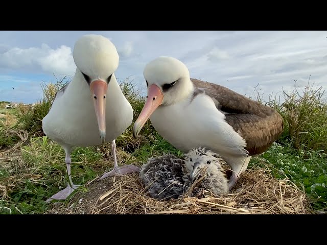 Living Underneath Your Parents: Part 2 of the Albatross Chick Experience on Midway Atoll