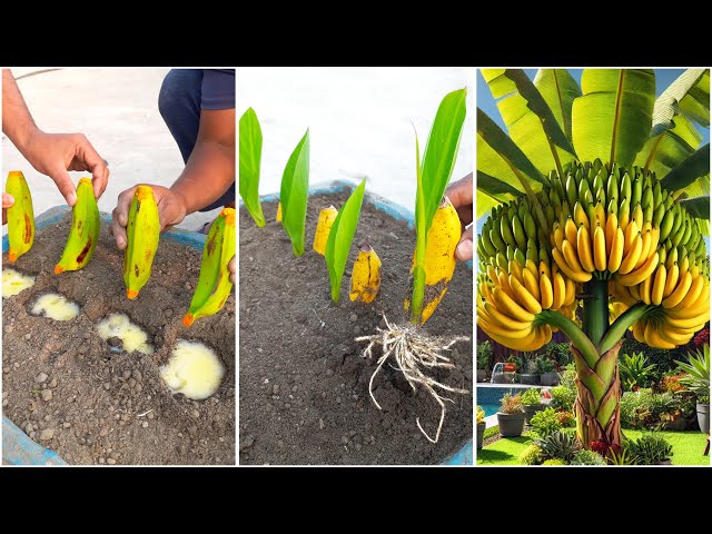 Amazing idea for grow banana plant at home from fruits || Simple  method for planting