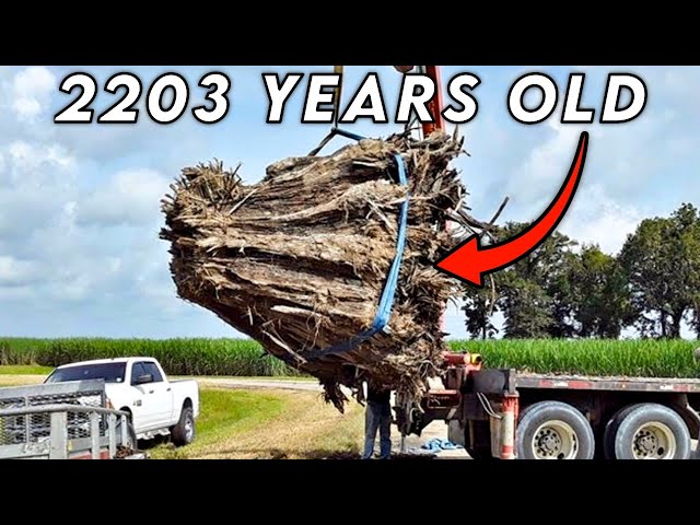 I Spent 213 Hours Turning 2200 Yr Old Wood into $12,000 Table