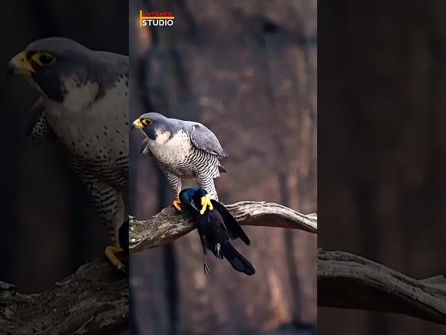 Epic Shot of Peregrine Falcon Eating a Grackle