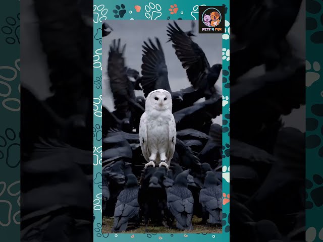 WHAT A VIEW 😮😮 A White Owl amid a mass of Black Crows 🔥#owl  #FunnyPets #CuteAnimals #ViralPetVideos