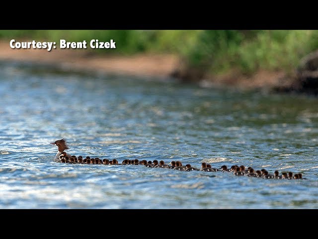 Merganser Photo Taken On Lake Bemidji Goes Viral