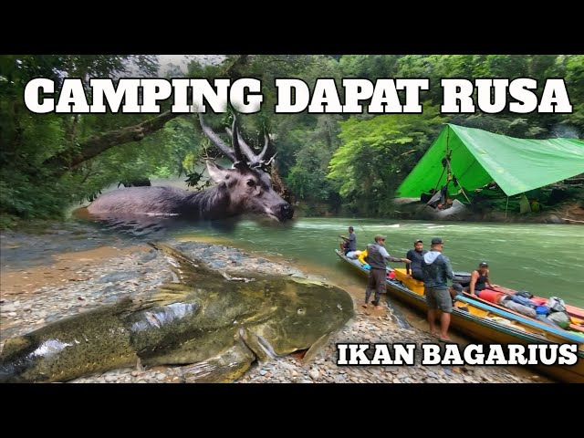 Camping Hujan Deras Dapat Rusa 3 Hari di Hutan Cuaca Buruk Adventure Fishing Cooking and bushcraft