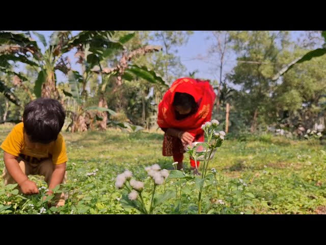 আজ আমি শাক তুলতে গিয়ে কি হলো | Our Simple Village Cooking | Small Village Vlog