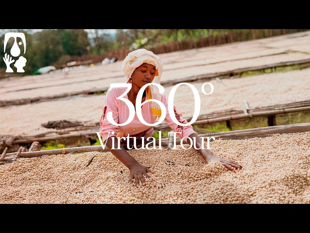 Wete Ambela Coffee [Hafursa] - TYPICA's 360° Virtual Tour