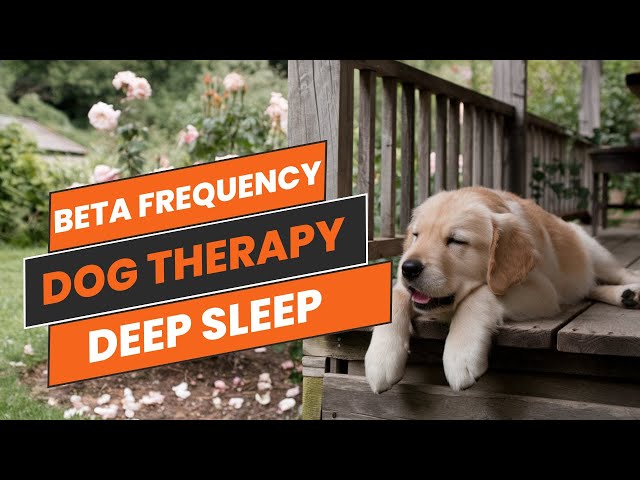 Beta Frequency Dog Therapy 🐾 Soothing Sounds to Cleanse Negative Energy & Promote Deep Sleep#Healing