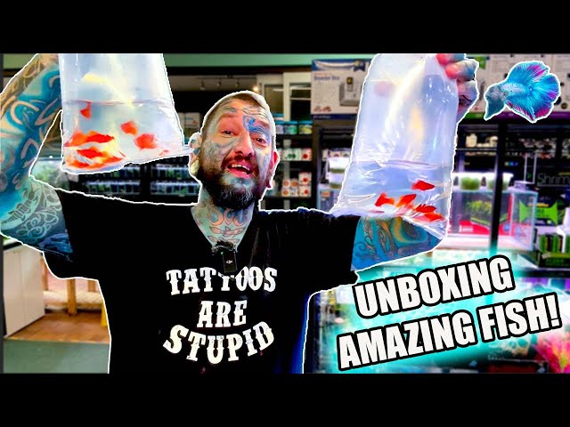 YOU HAVE TO SEE THESE AMAZING FISH! Pauls Aquariums Live Fish Unboxing!