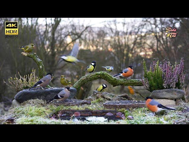 Cat tv 😻 Bullfinch Birds on Natural feeder 🐦  4K HDR  🐶 PET tv