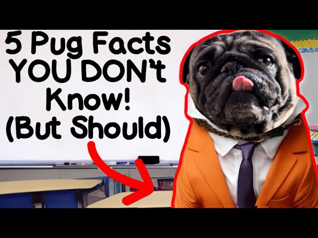 5 FUNNY Pug Facts You NEED To Know! (Too Cute!)