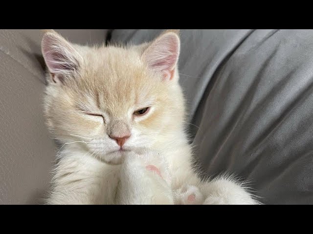 😂 Funniest Cats and Dogs Videos 😺🐶 || 🥰😹 Hilarious Animal Compilation №621