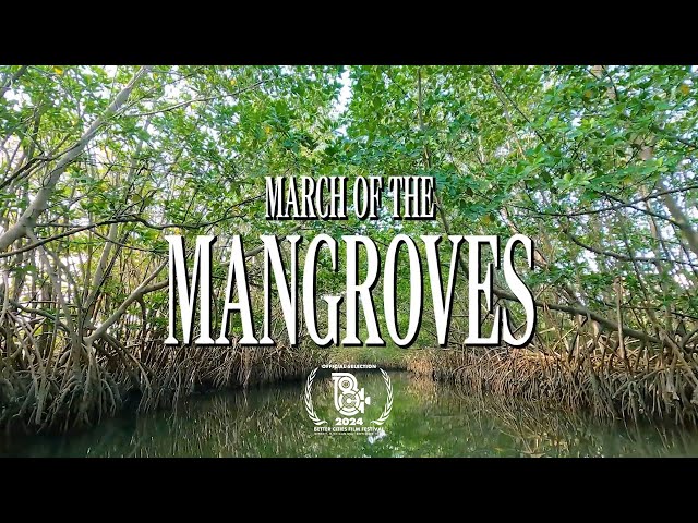 March of the Mangroves