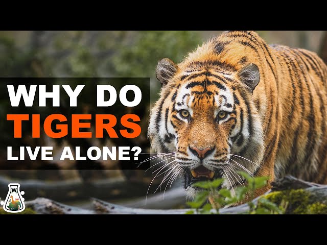 Why do Tigers Live Alone?