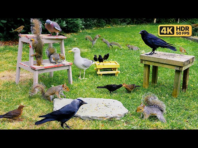 Cat TV for Cats to Watch 😺 Bird and Squirrel Party in the Garden 🐿️ Bird Videos for Cats (4K)