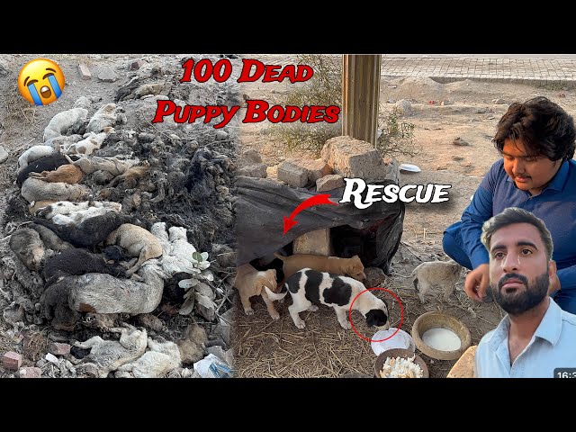 I Found 100 Puppies Dead Bodies 😨 In Turab Village Turab Emotional 😭