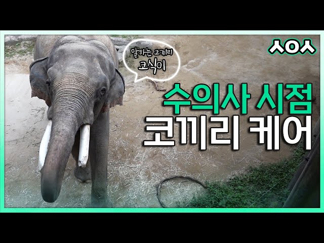 That small heart racing...❣️ From the tiny parrot to the gigantic elephant🐘 Everland Vet vlog 🩺