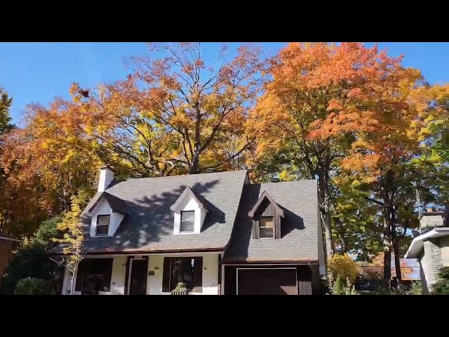 Nature's beauty at its peak...fall 2024, Montreal. It's feels amazing to live in this neighborhood.