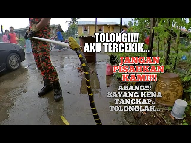 Ular tiong sedang buat APA????