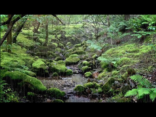 Best Rain Sounds for Healing - Moss-Covered Forest Stream, Deep Sleep with the Sounds of Nature