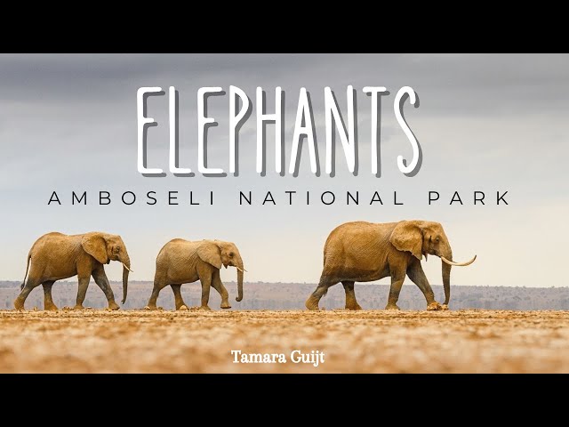 Elephants - Amboseli National Park - Kenya 4K HDR