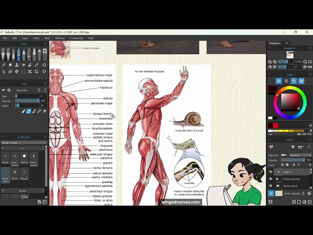 How to Draw Male Anatomy Workshop | XPPen x Winged Canvas 1