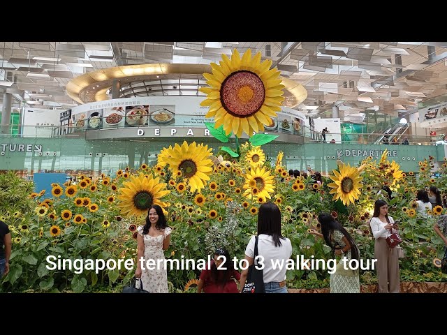 Singapore Terminal 2 going terminal 3 @alidaytour1044