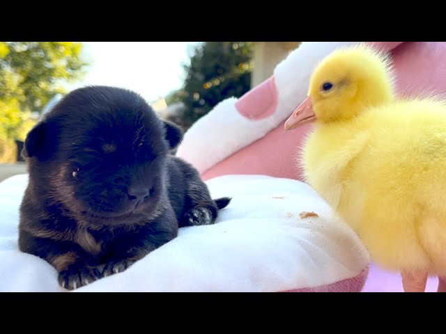 This is funny! The little goose 🪿 took over the dog’s 🐶 bed, and now they’re best friends ❤️👍