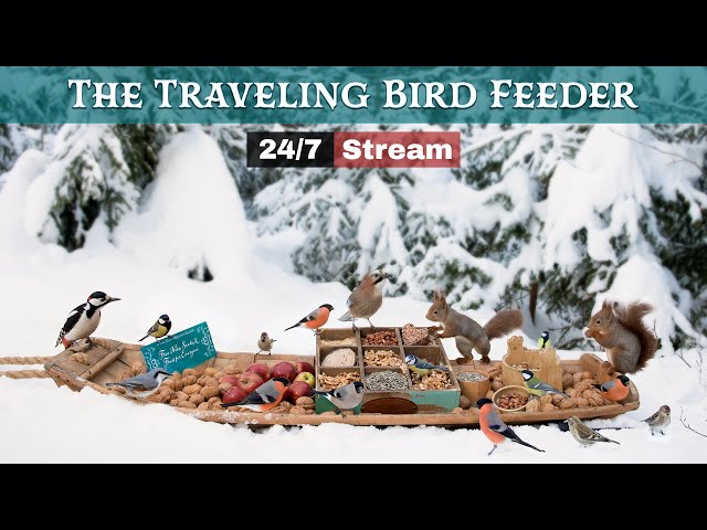 The Traveling Bird Feeder - Relax With Squirrels & Birds (24/7 Stream)