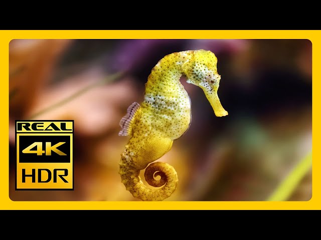 STUNNING Seahorse Aquarium In 4K HDR Meditation & Relaxation with Soothing Music