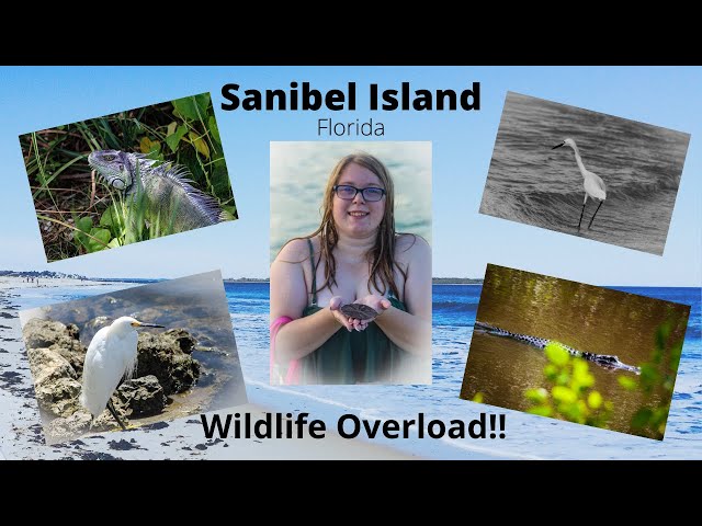 Sanibel Island Adventure- Day 4