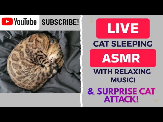 Cat Sleeping with Calming music | For Relaxation and anxiety!  #CatLiveStream #relax #catsleeping