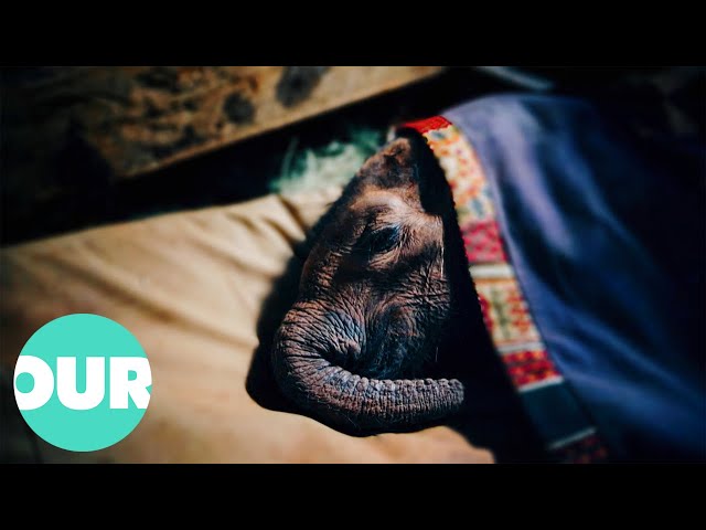 How A Sanctuary In Nairobi Is Rescuing Baby Elephants | Extraordinary Animals | Our World