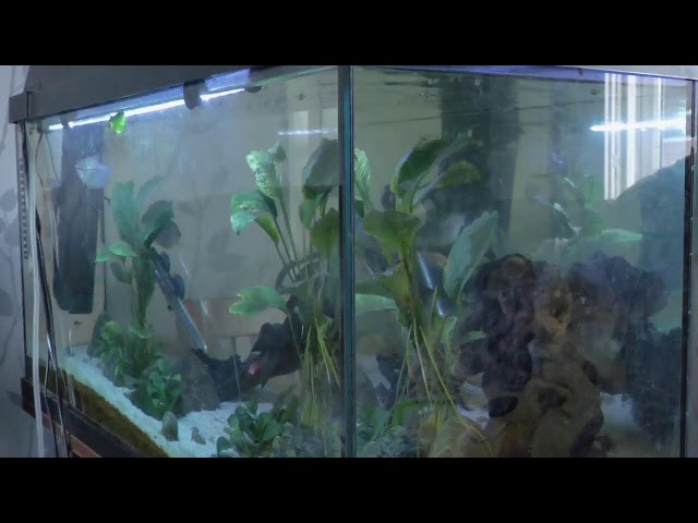 Fish Tank