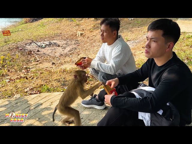 Monkey Kaka's Life Journey: From Family to the Forest