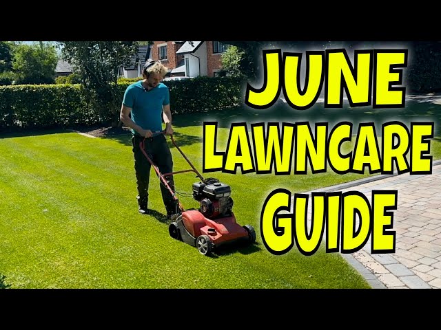 A Mini LAWN RENOVATION Made EASY