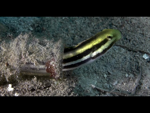 Diving in Gangga & Siladen (North East Sulawesi - Indonesia)